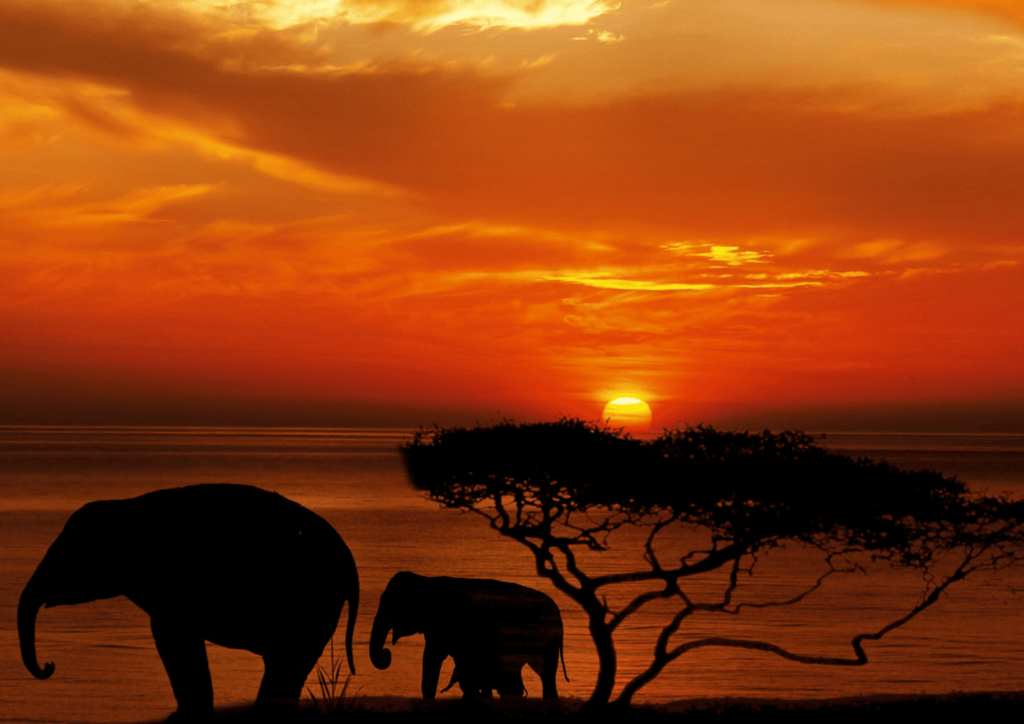 elephants savane safaris explorer