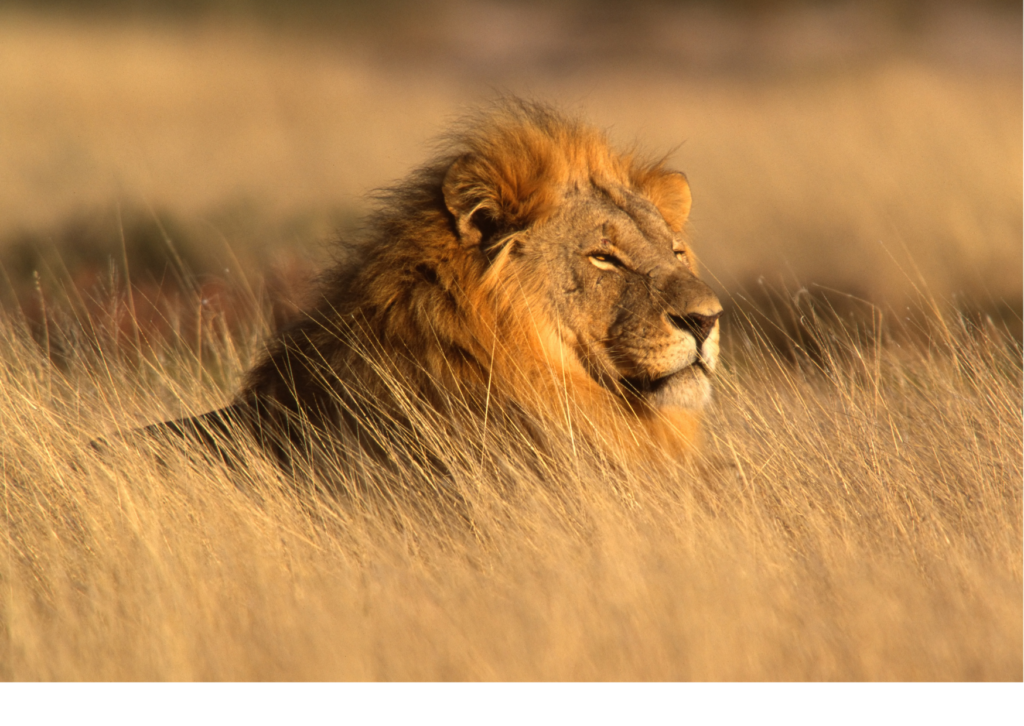 Photo d'un lion dans la savane du Serengeti