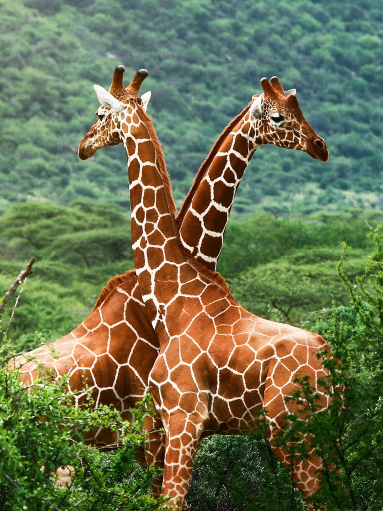 photo girafes safari tanzanie