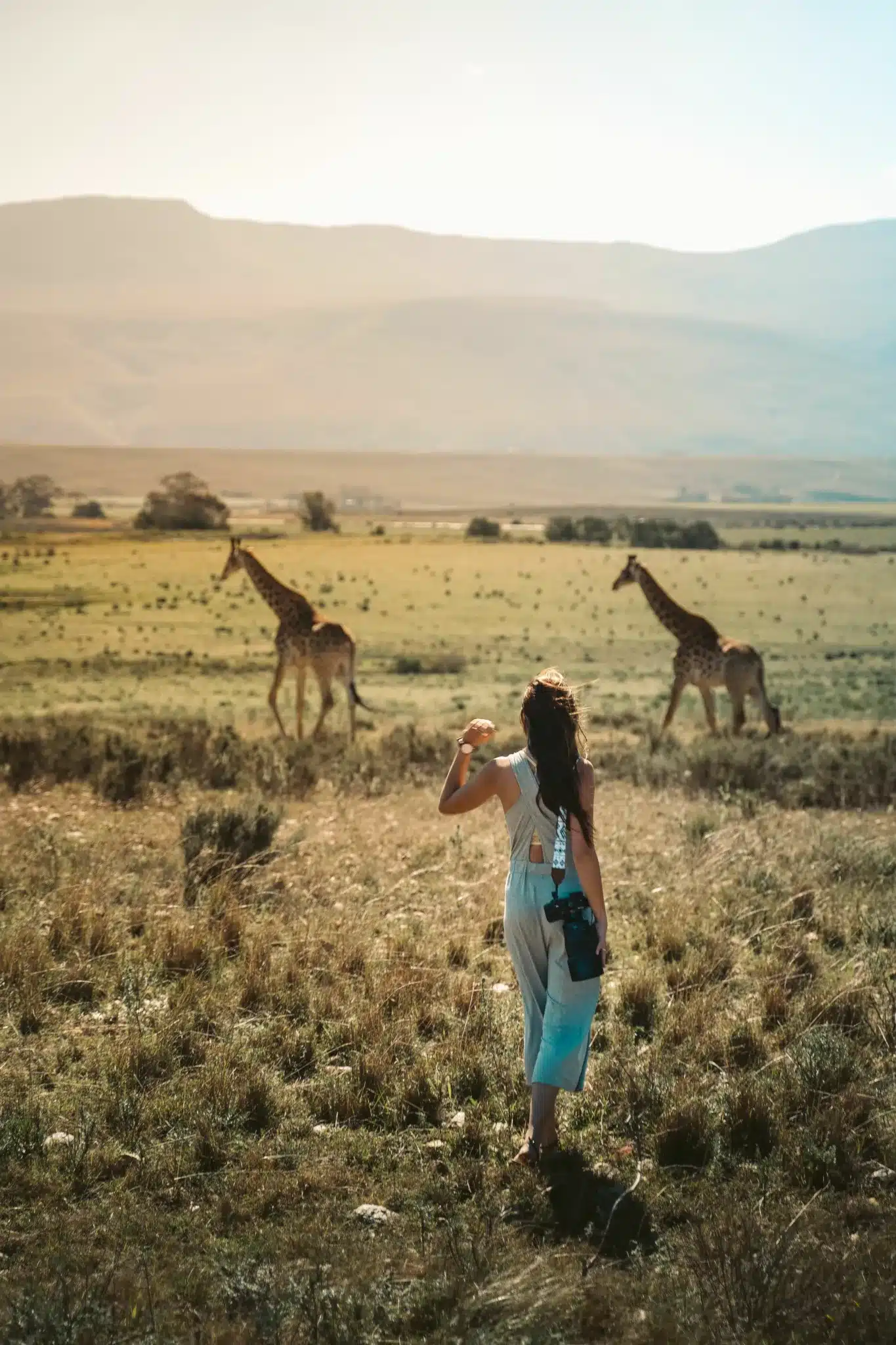 Woman photographing giraffes in the South African savanna at daytime. Capturing wildlife and nature in Africa.